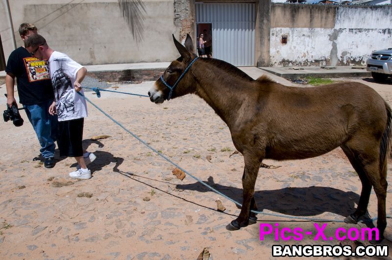 Donkeys & Brazilian Chicks - My Life In Brazi - Image 1